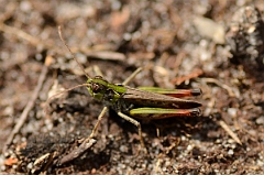 David Plant Photography - Wildlife Photography - Mottled grasshopper, Myrmeleotettix maculatus - B